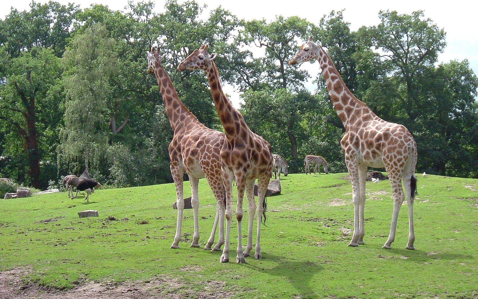 Zoo Animals Wallpapers Top Free Zoo Animals Backgrounds WallpaperAccess