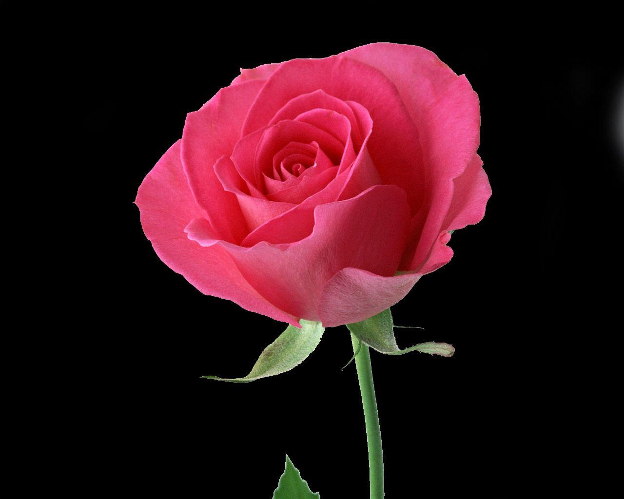 Beautiful Rose Flower HD Wallpapers Top Free Beautiful Rose Flower HD
