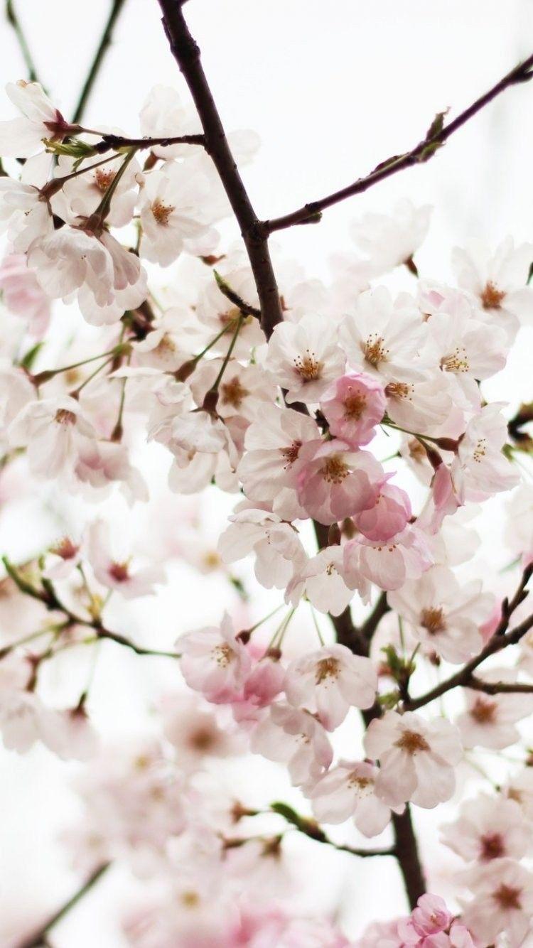 Japanese Cherry Blossom iPhone Wallpapers Top Free Japanese Cherry