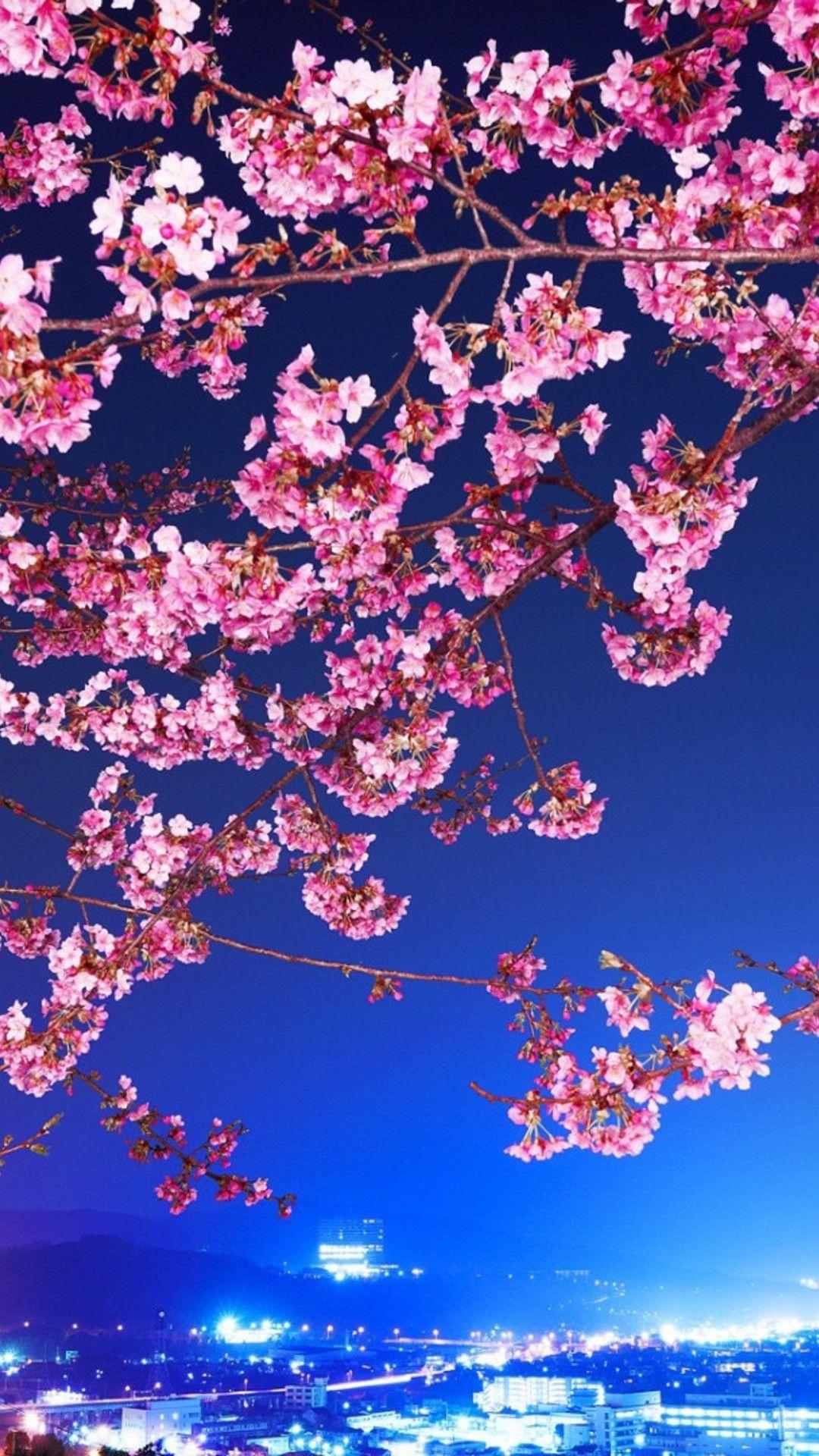 Japanese Cherry Blossom iPhone Wallpapers Top Free Japanese Cherry