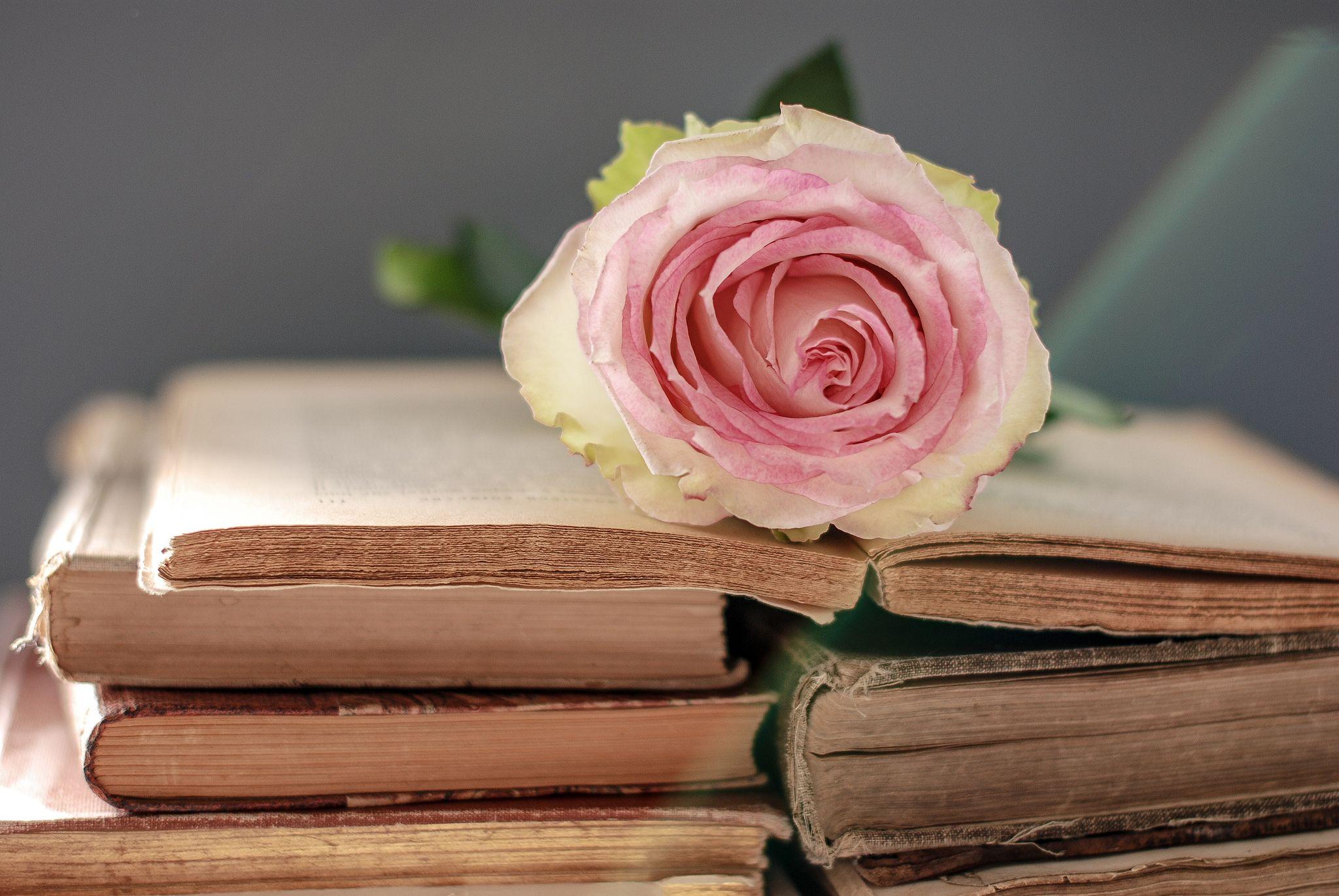 Books and Flowers Wallpapers Top Free Books and Flowers Backgrounds