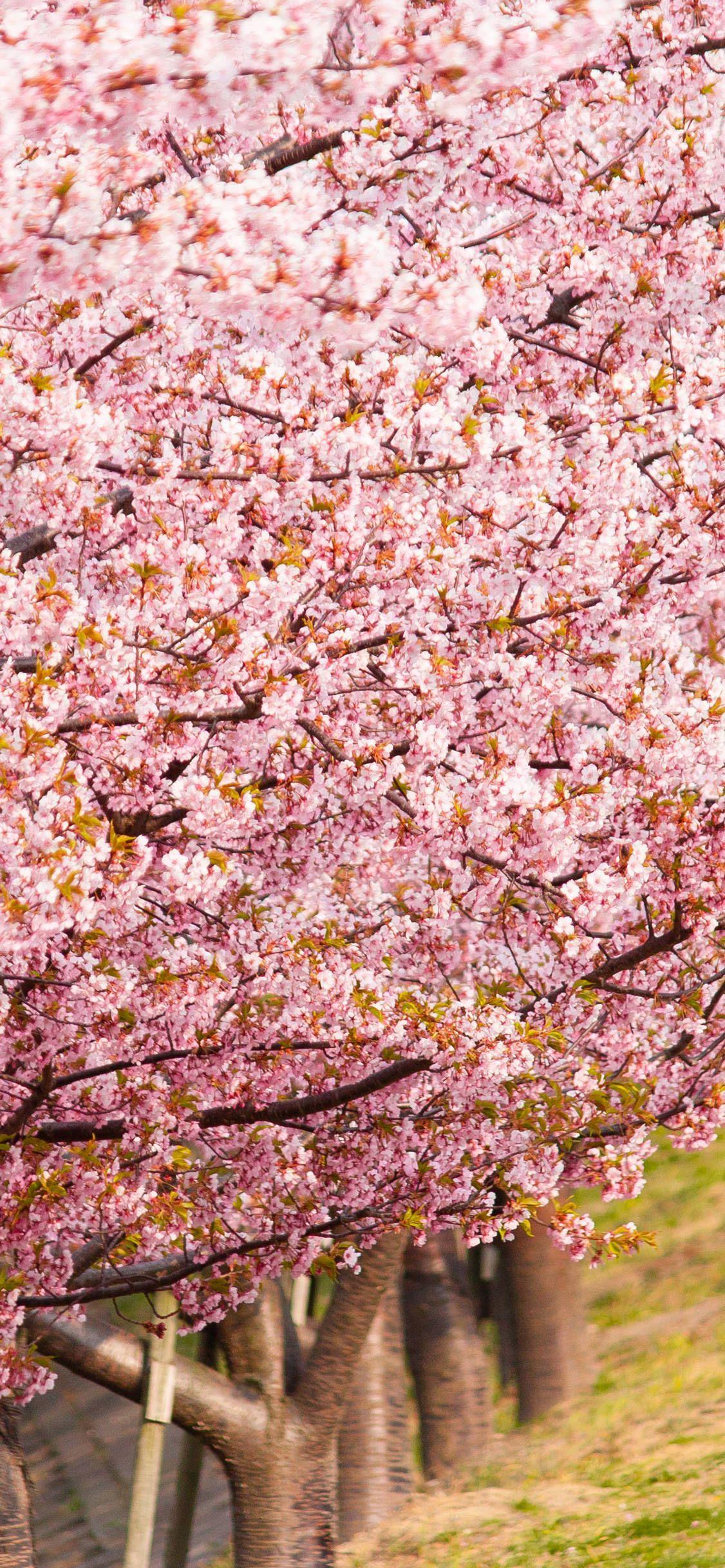 Japanese Cherry Blossom Wallpaper Iphone / Japanese cherry blossom