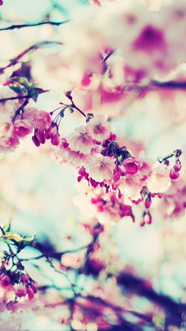 Japanese Cherry Blossom iPhone Wallpapers Top Free Japanese Cherry