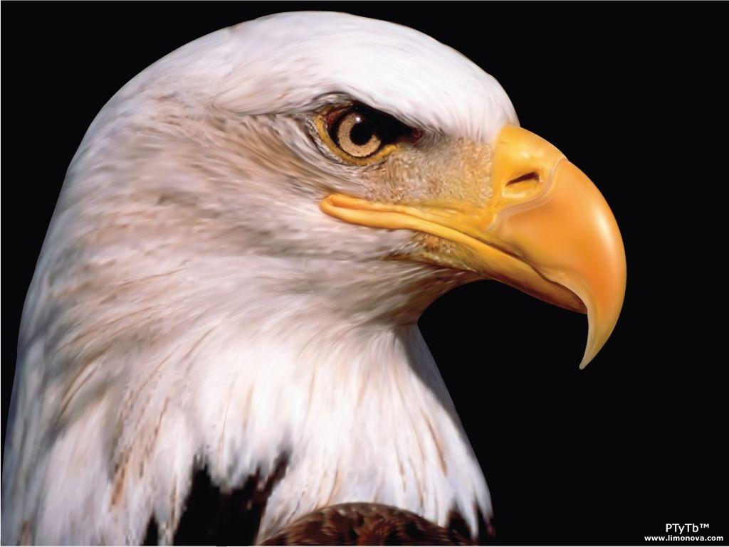 White Eagle Hd Wallpaper
