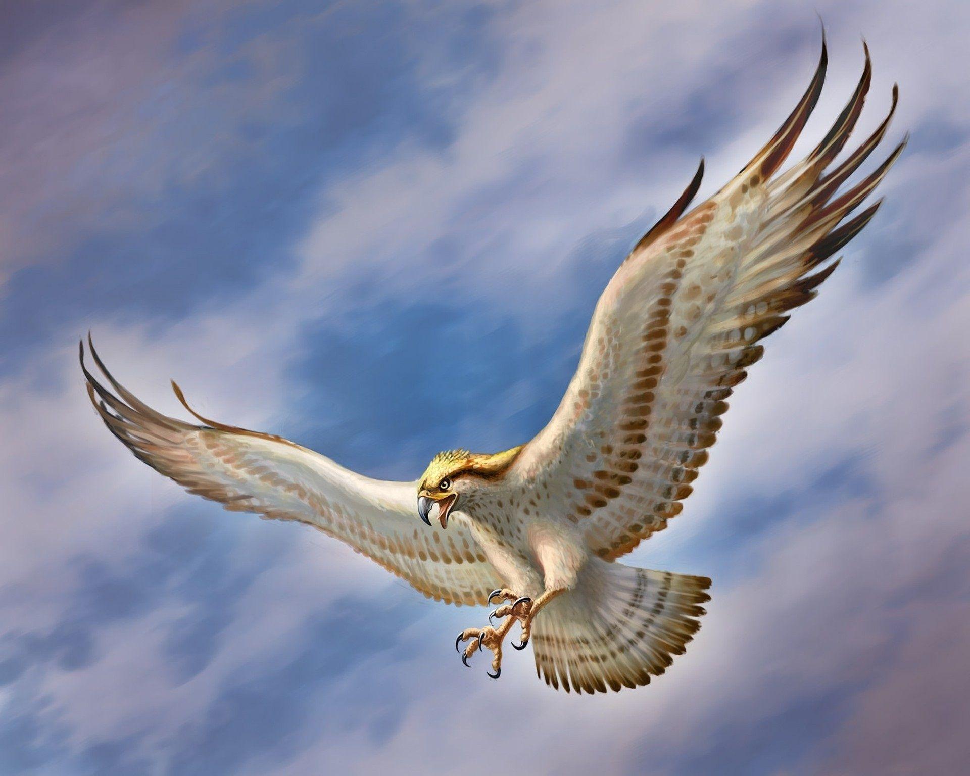 White Eagle Wallpapers Top Free White Eagle Backgrounds WallpaperAccess