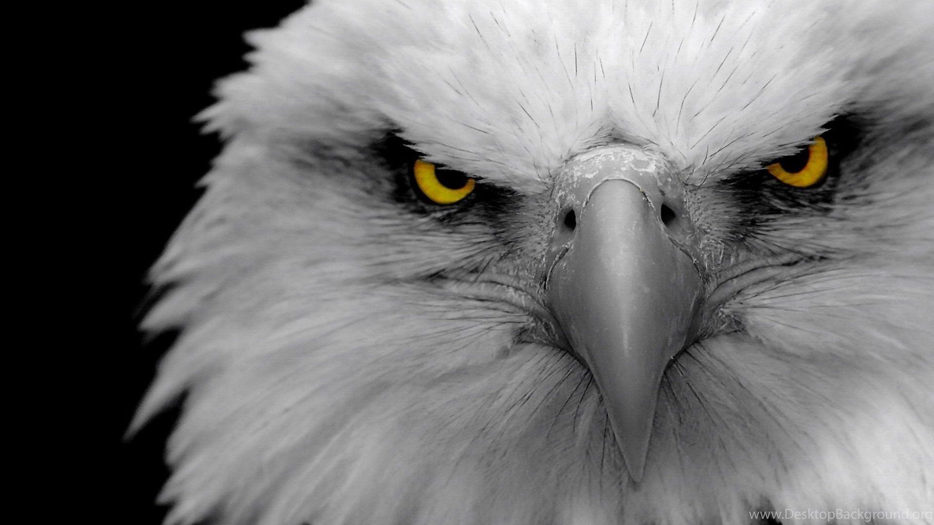 White Eagle Wallpapers Top Free White Eagle Backgrounds WallpaperAccess