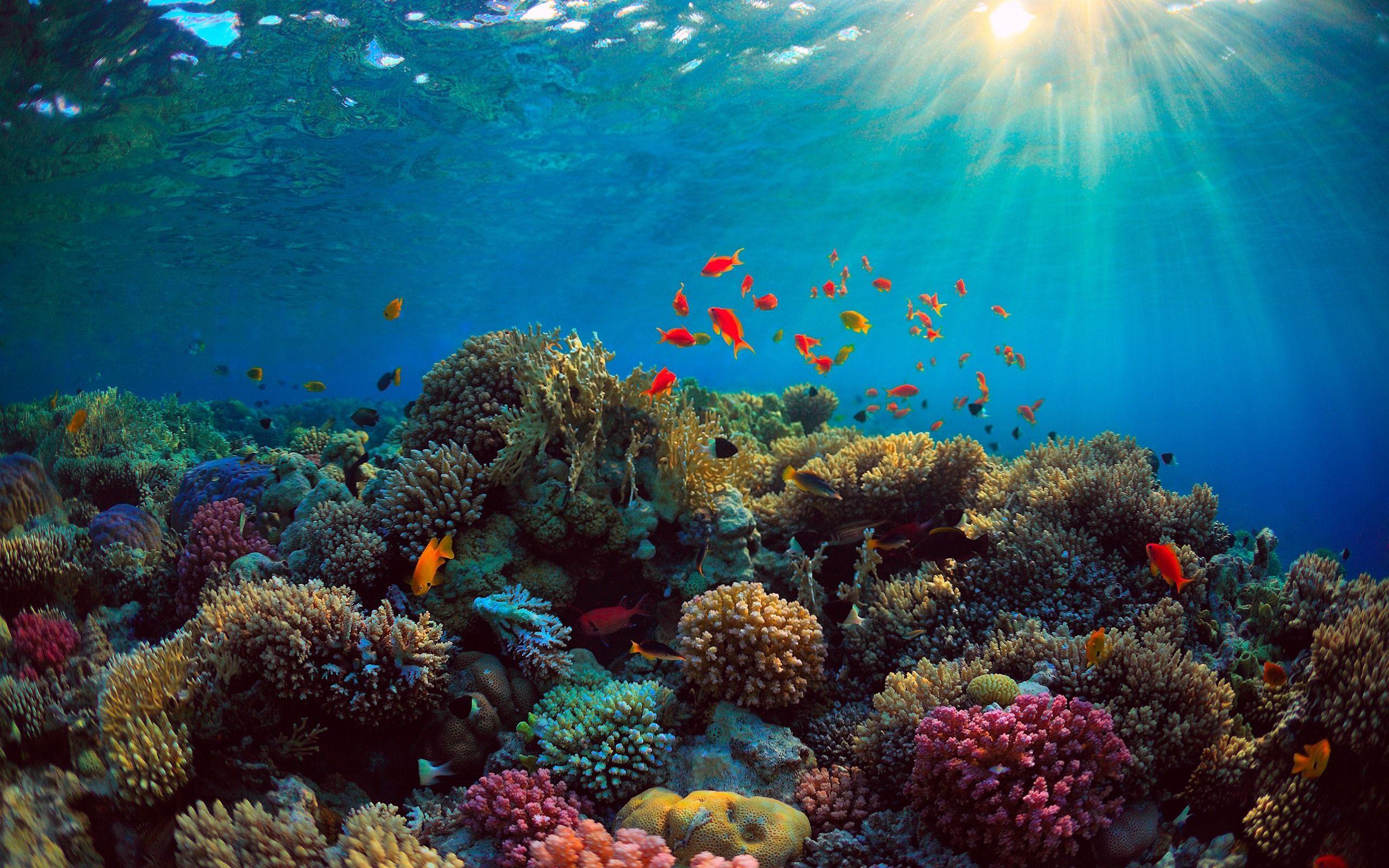 Underwater Coral Wallpapers Top Free Underwater Coral Backgrounds