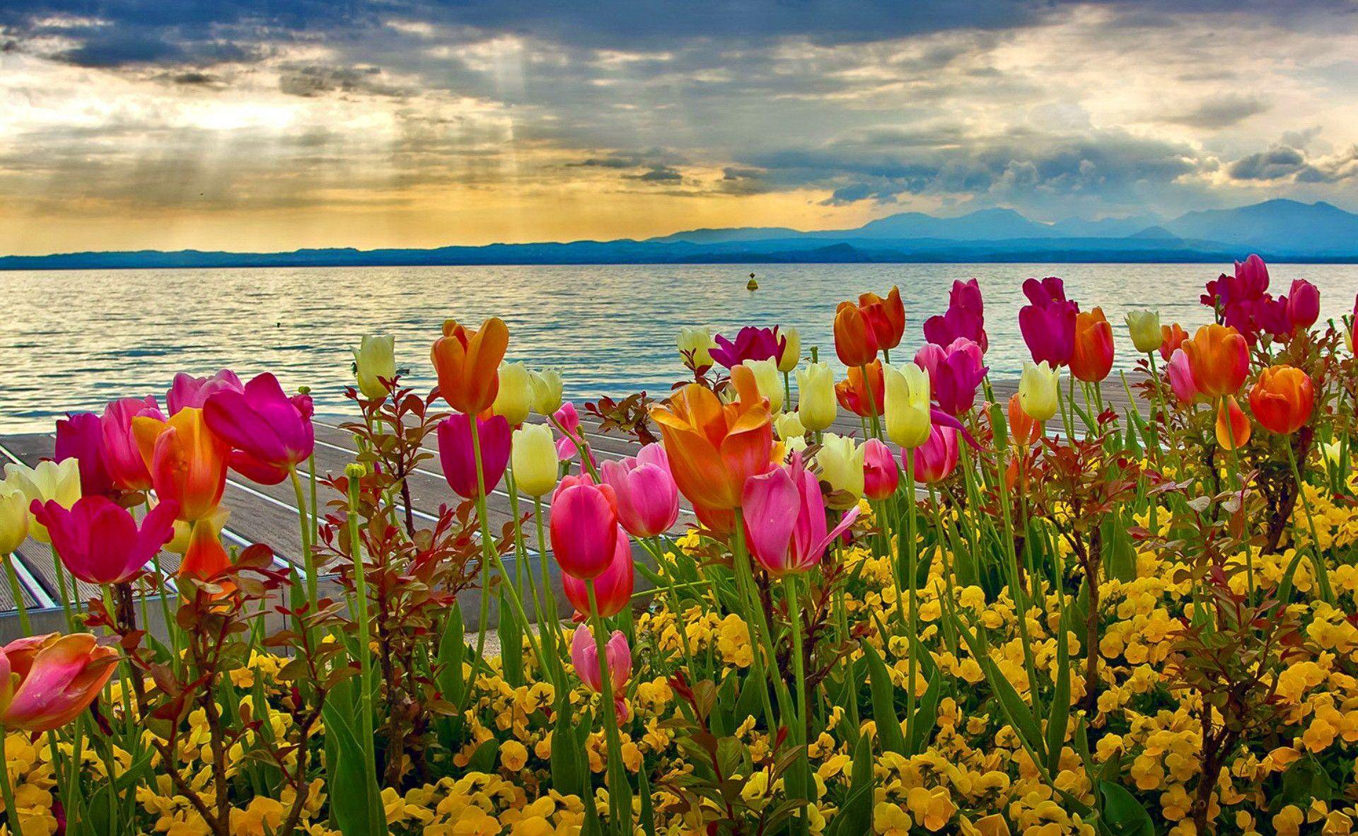 Spring Flowers Desktop Wallpapers Top Free Spring Flowers Desktop