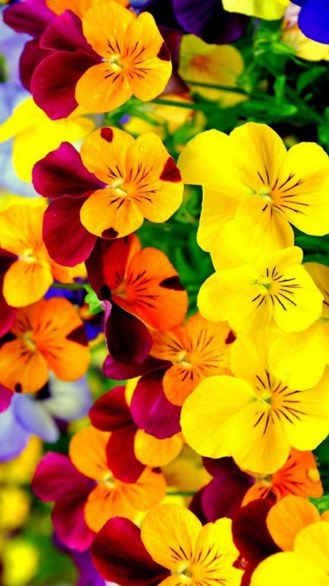 Cute iPhone Flower Wallpapers Top Free Cute iPhone Flower Backgrounds