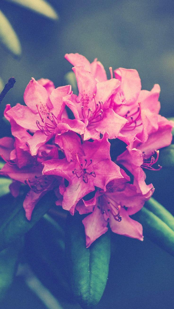 Cute iPhone Flower Wallpapers Top Free Cute iPhone Flower Backgrounds