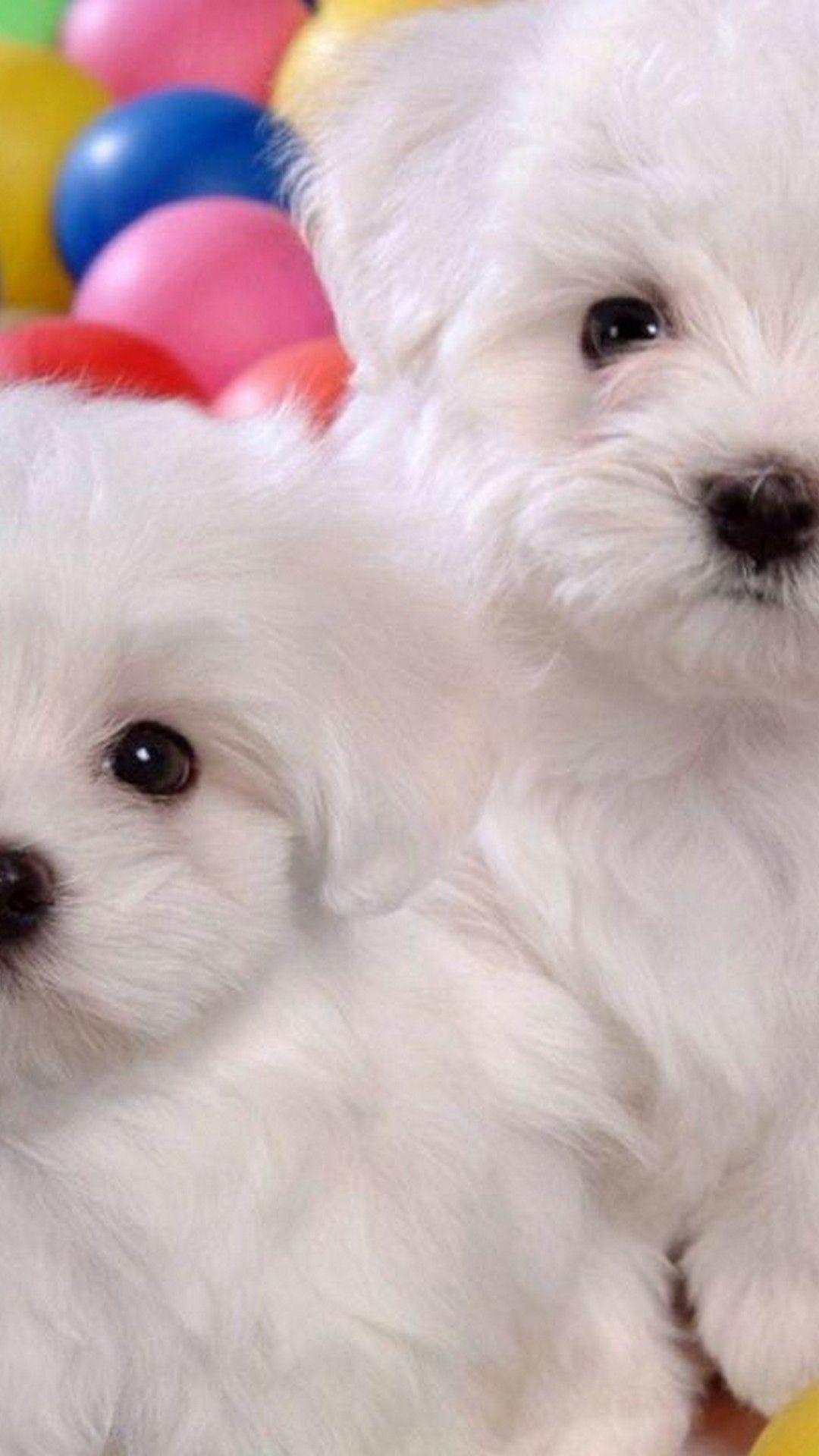 Cute Puppy iPhone Wallpapers Top Free Cute Puppy iPhone Backgrounds