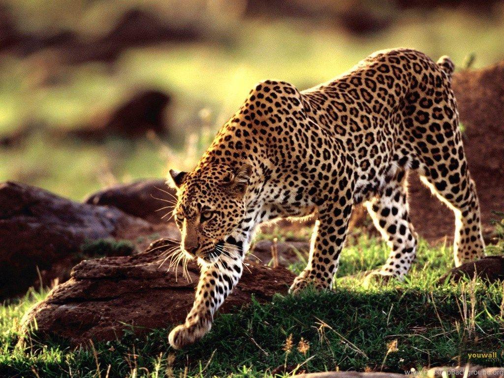 3D Wild Animal Wallpapers Top Free 3D Wild Animal Backgrounds