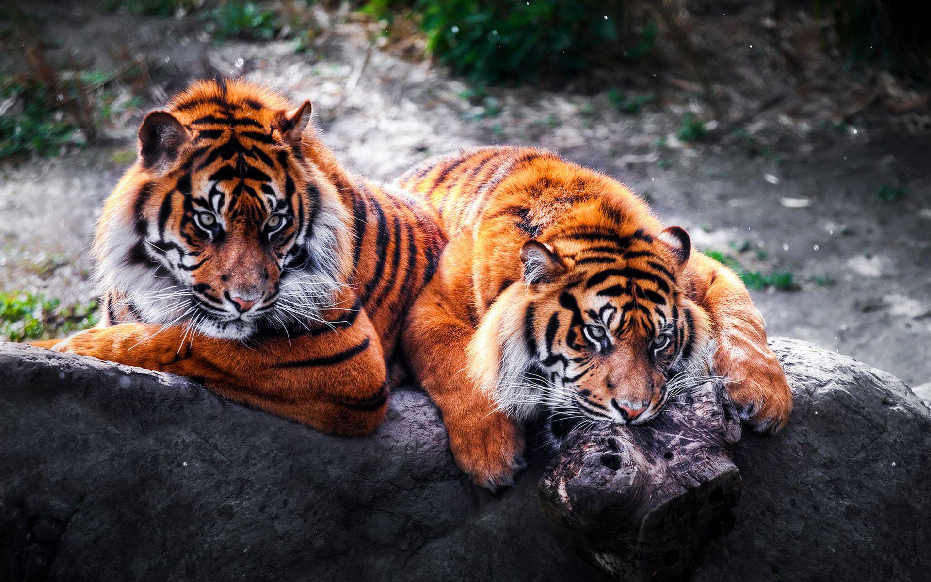 3D Wild Animal Wallpapers Top Free 3D Wild Animal Backgrounds