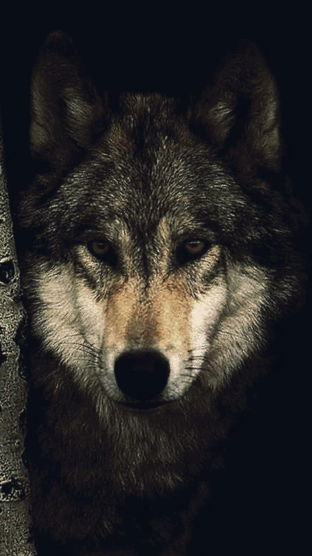 Wolf Phone Wallpapers Top Free Wolf Phone Backgrounds WallpaperAccess