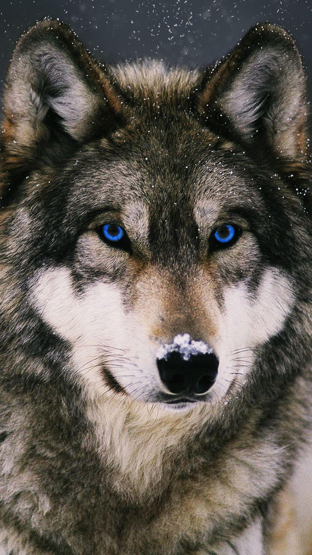 Wolf Lock Screen Wallpapers Top Free Wolf Lock Screen Backgrounds