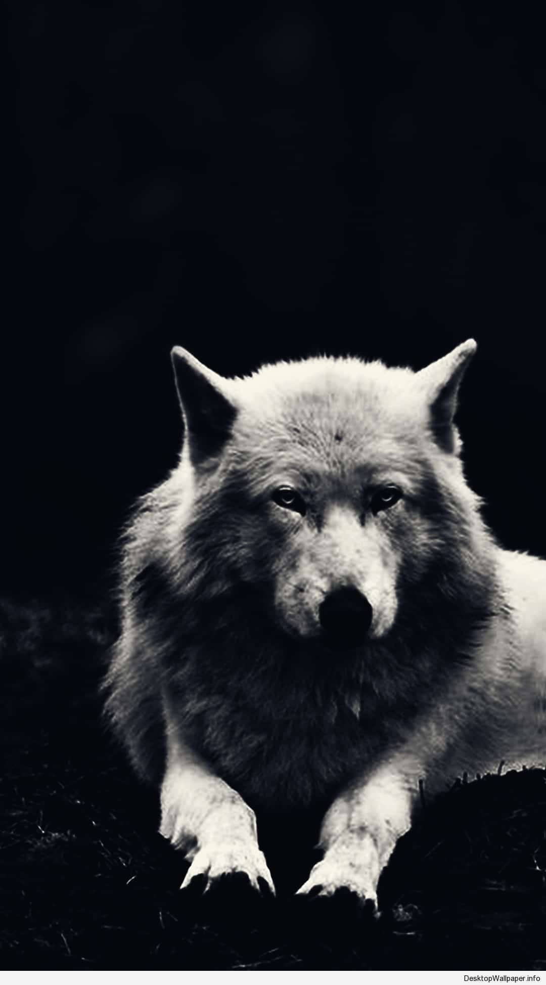 HD Wolf Wallpapers Top Free HD Wolf Backgrounds WallpaperAccess