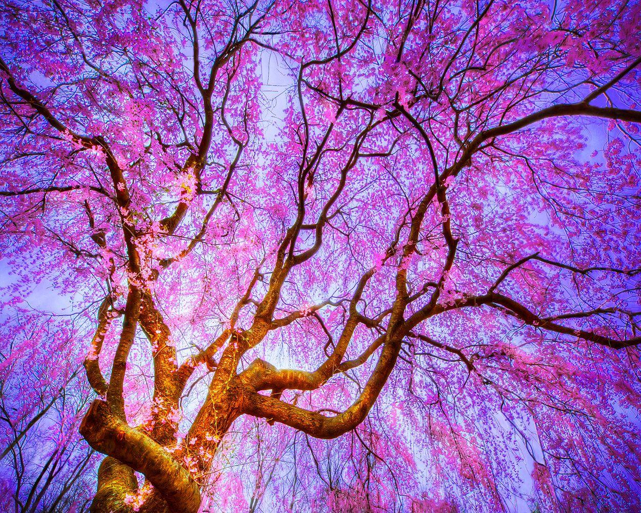 Korean Flower Wallpapers Top Free Korean Flower Backgrounds