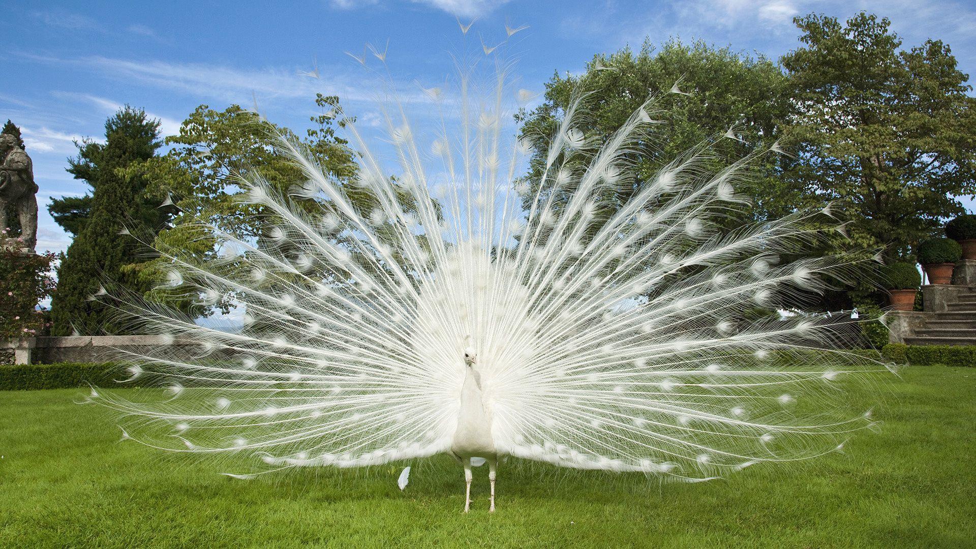 White Peacock Wallpapers Top Free White Peacock Backgrounds