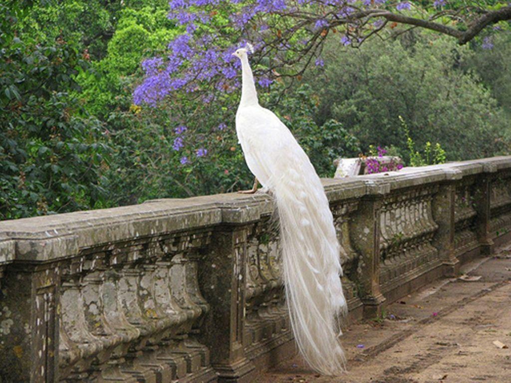 White Peacock Wallpapers Top Free White Peacock Backgrounds WallpaperAccess