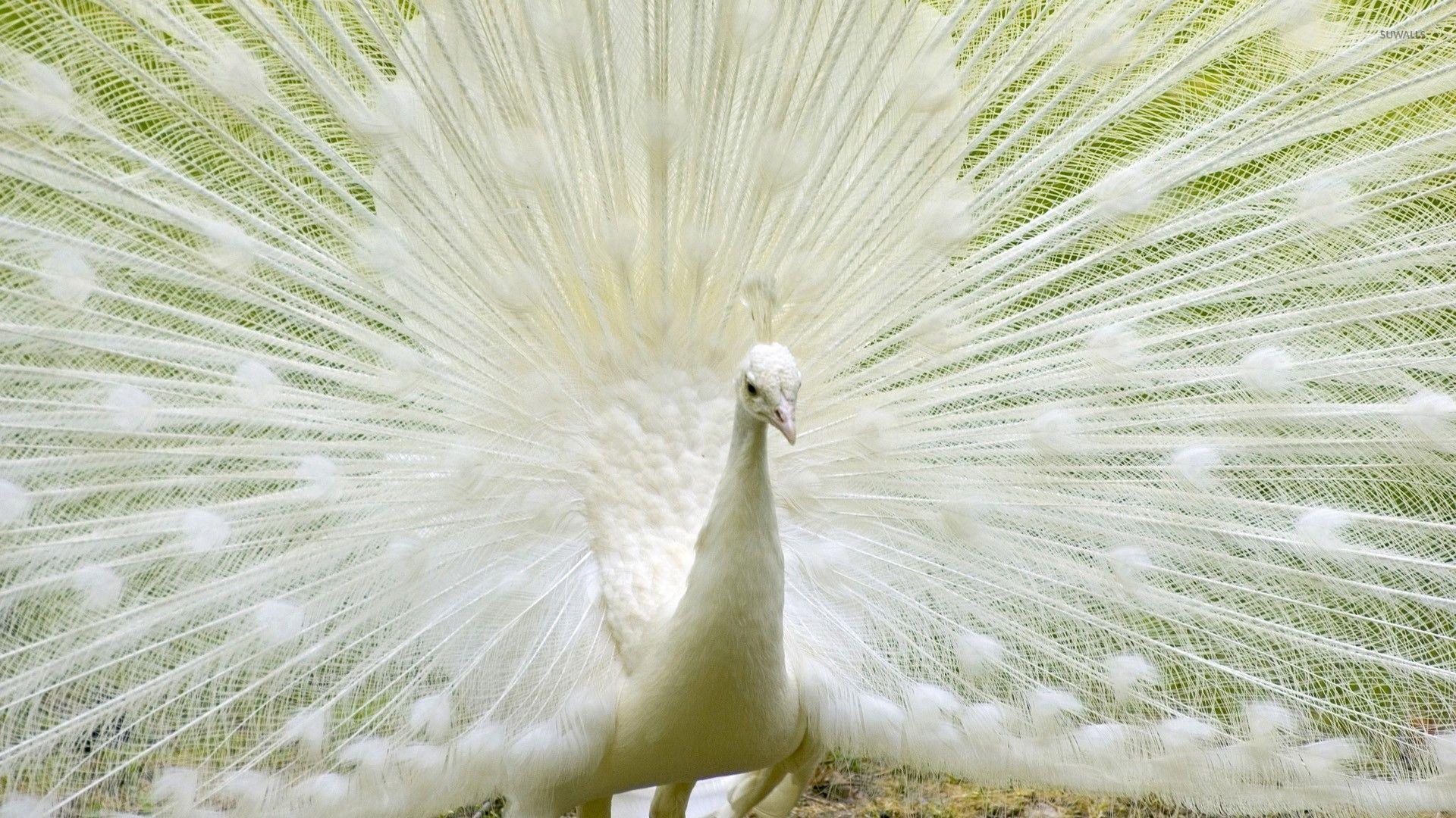 White Peacock Wallpapers Top Free White Peacock Backgrounds