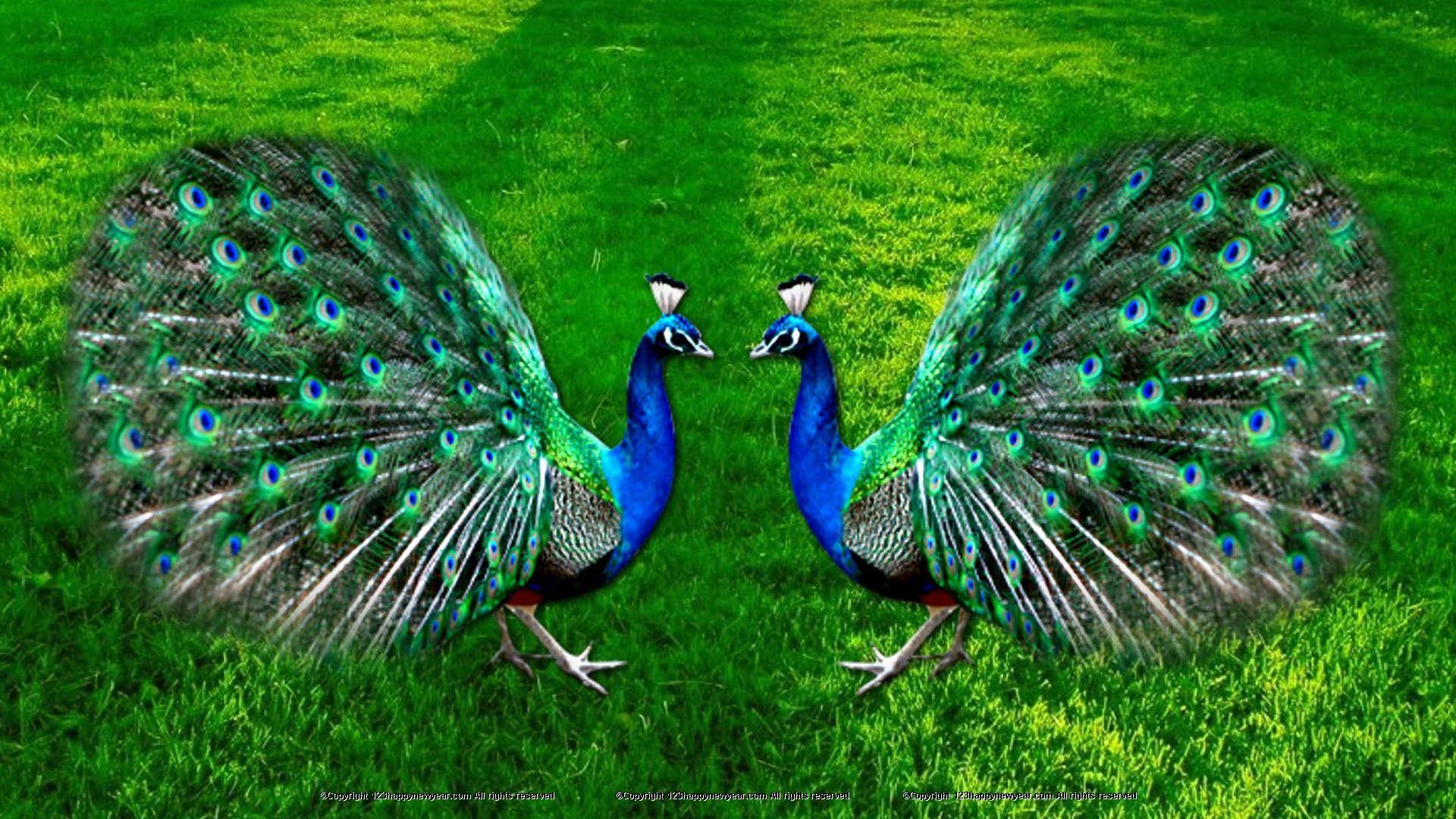 Beautiful Peacock Wallpapers Top Free Beautiful Peacock Backgrounds
