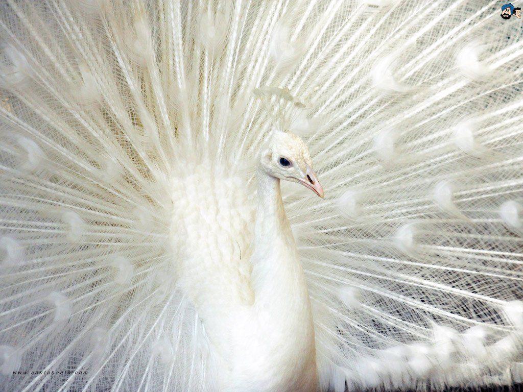White Peacock Wallpapers Top Free White Peacock Backgrounds