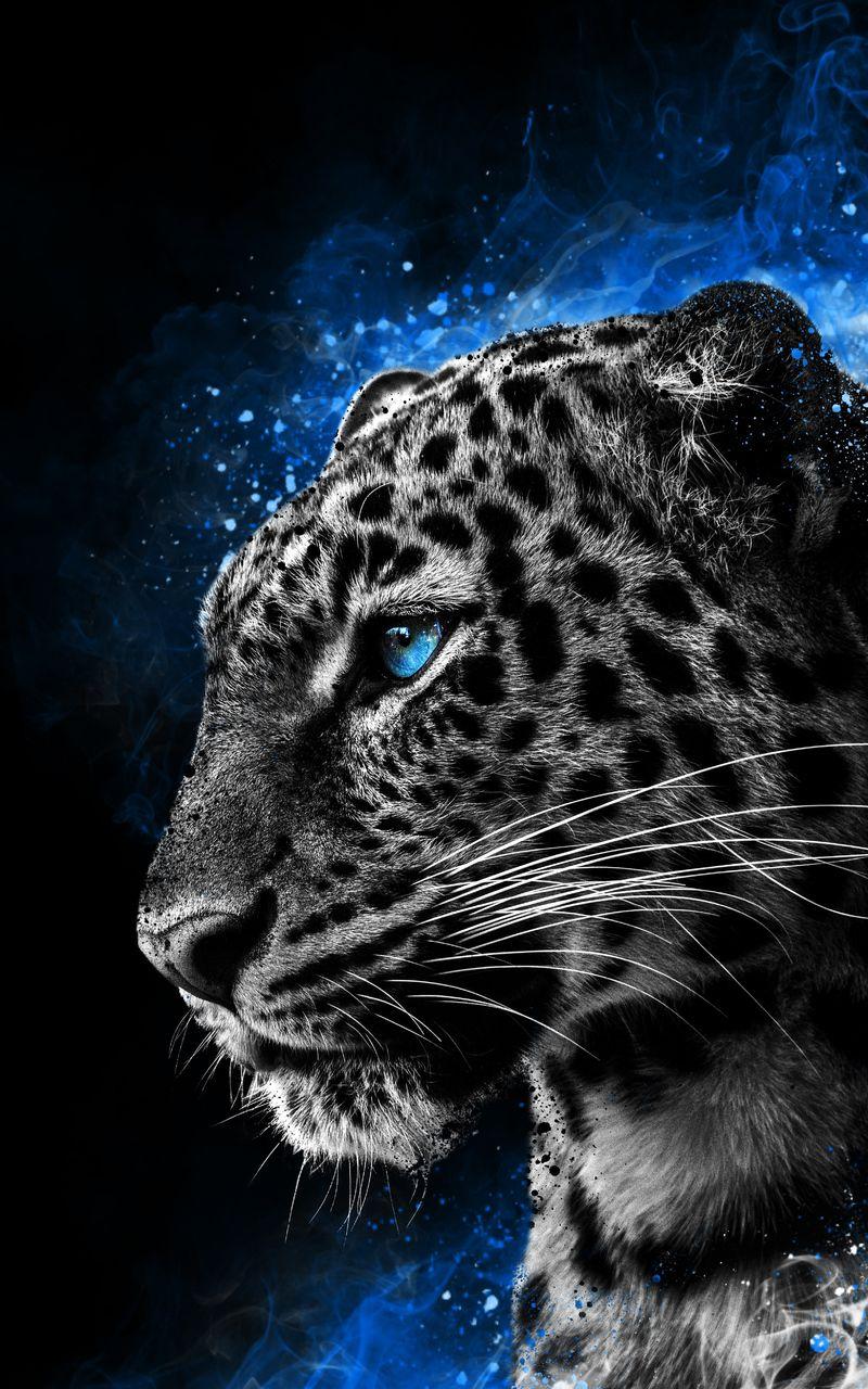 Cool Cheetah Wallpapers Top Free Cool Cheetah Backgrounds