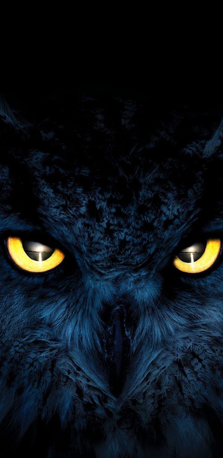 Blue Owl Wallpapers Top Free Blue Owl Backgrounds WallpaperAccess