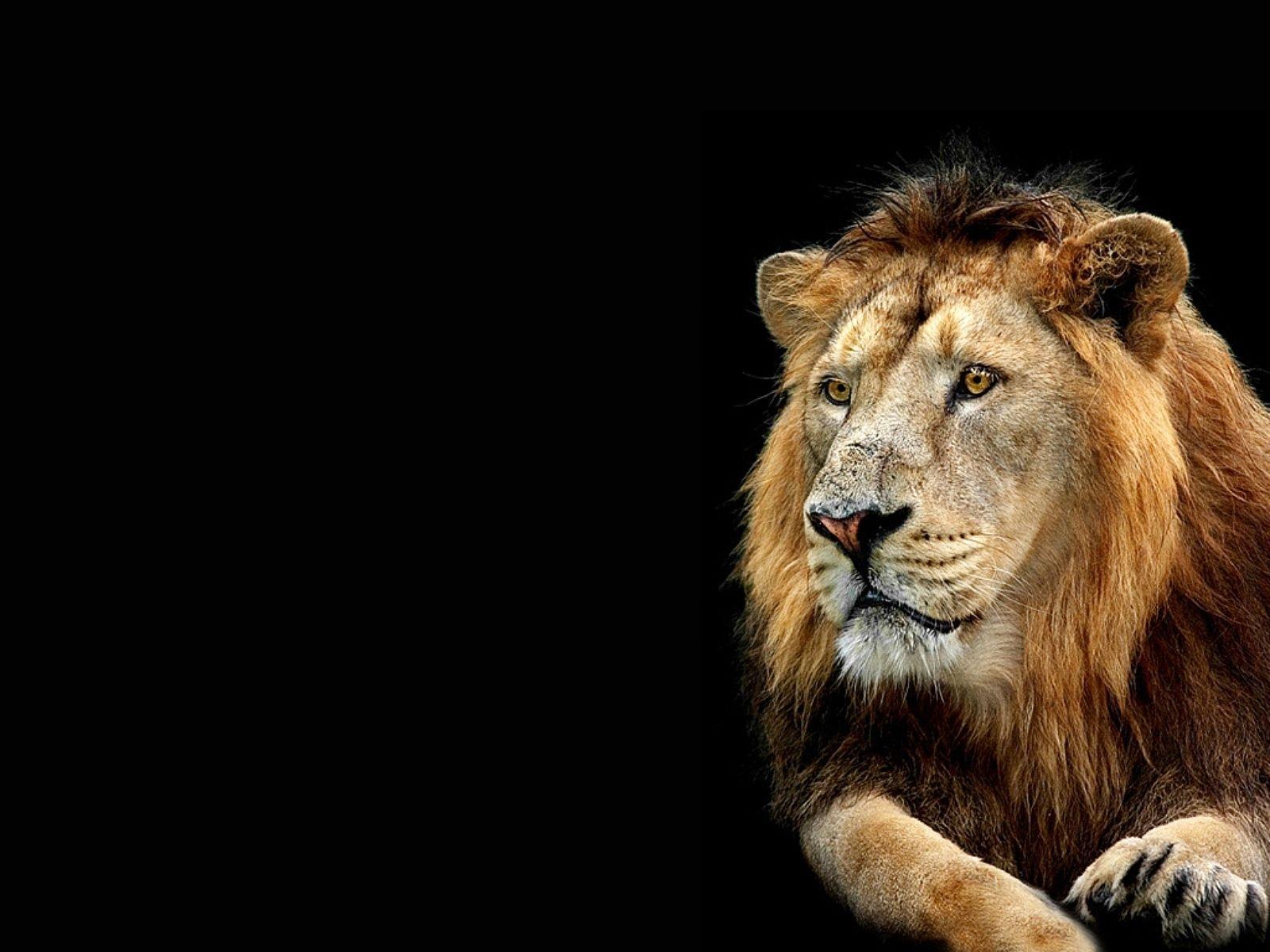 3D Lion Wallpapers Top Free 3D Lion Backgrounds WallpaperAccess