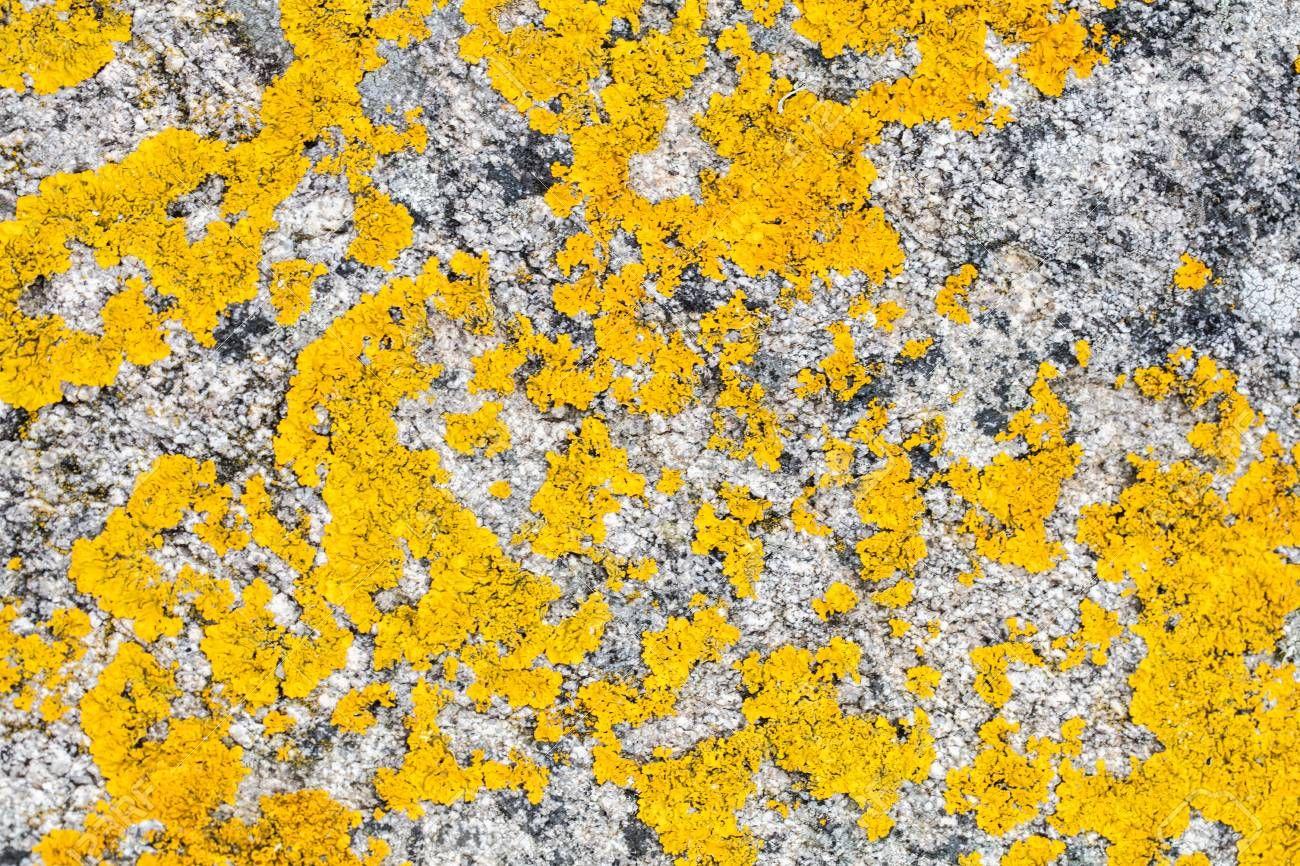 Mustard Yellow Desktop Wallpapers Top Free Mustard Yellow Desktop