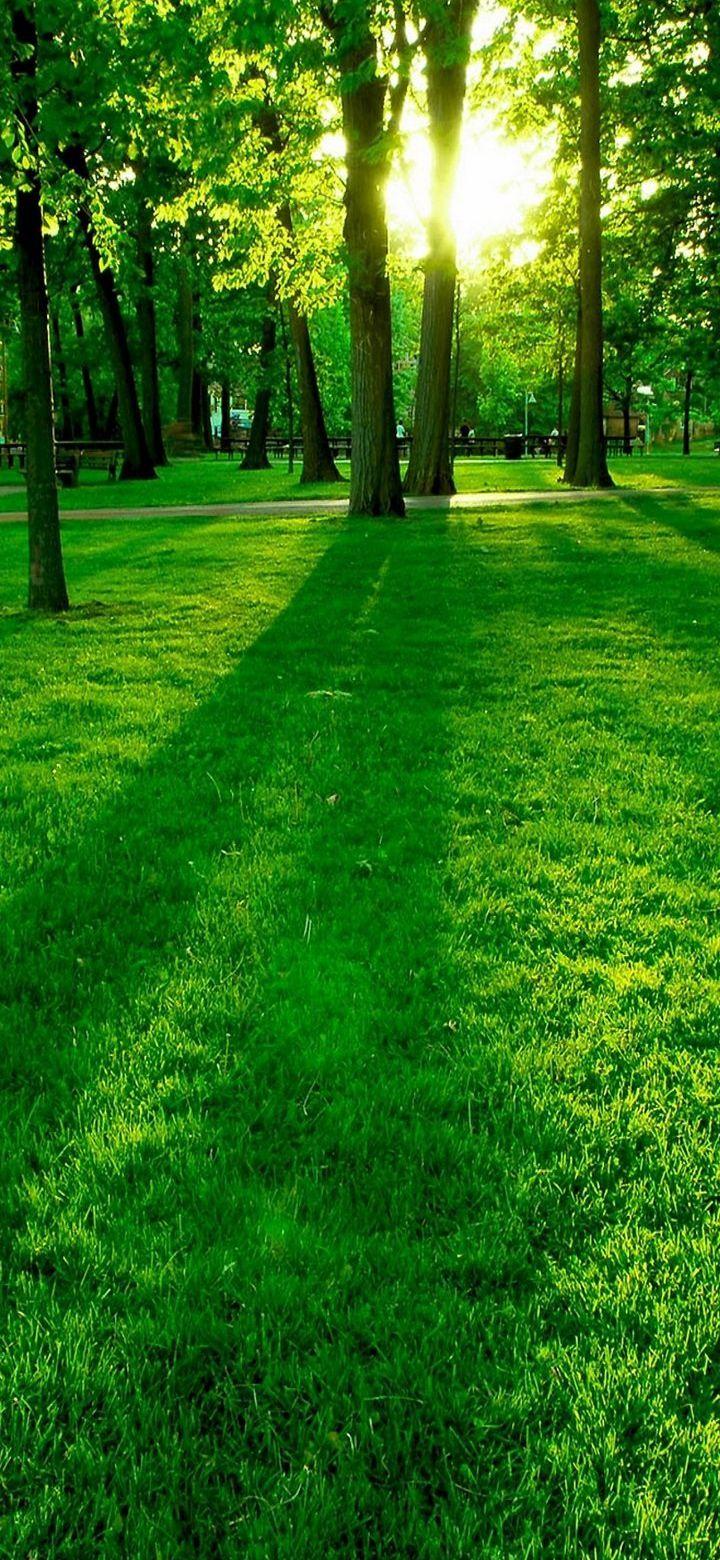 Jungle Phone Wallpapers Top Free Jungle Phone Backgrounds