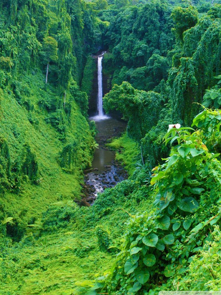 Jungle Phone Wallpapers Top Free Jungle Phone Backgrounds