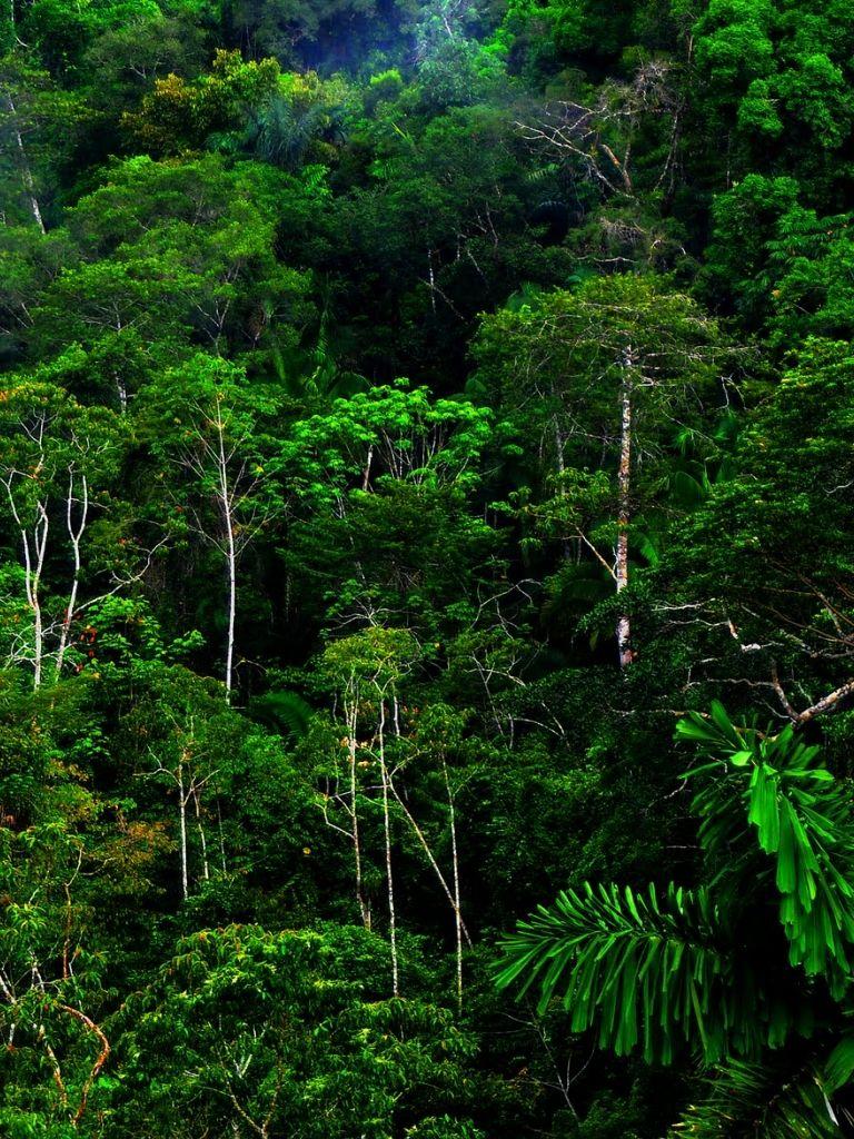 Jungle Phone Wallpapers Top Free Jungle Phone Backgrounds