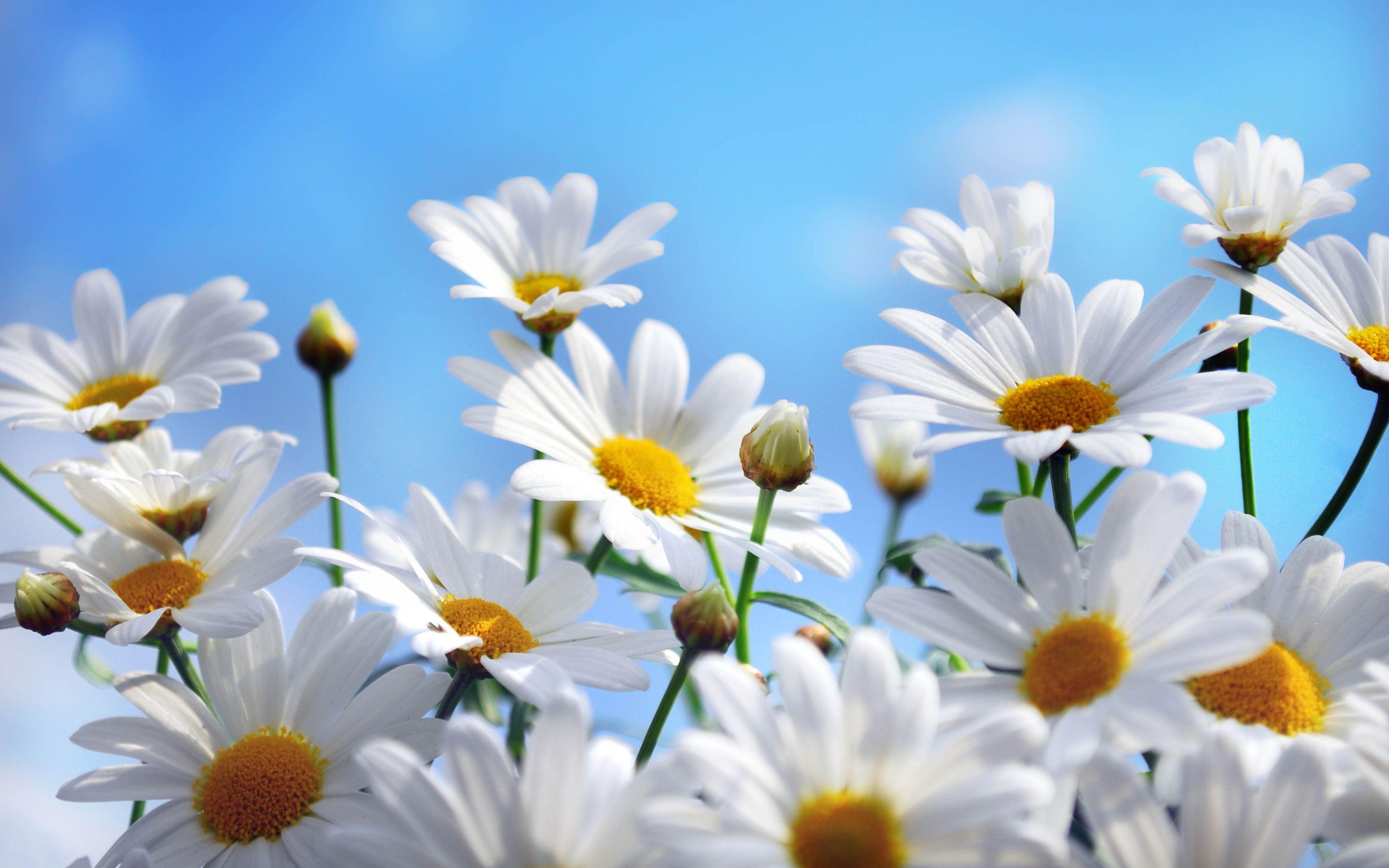 Daisy Wallpapers Top Free Daisy Backgrounds WallpaperAccess