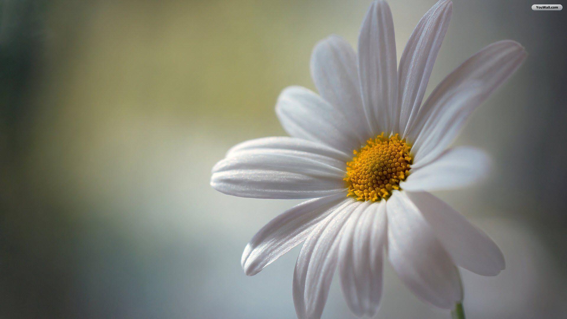 Daisy Wallpapers Top Free Daisy Backgrounds WallpaperAccess