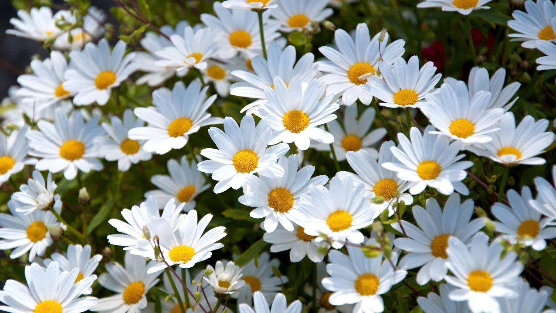 Daisy Wallpapers Top Free Daisy Backgrounds WallpaperAccess