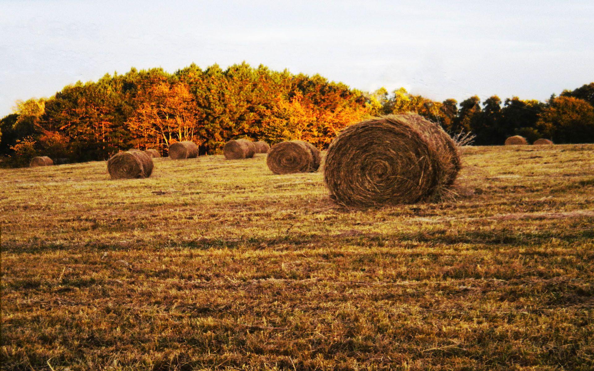 Hay Field Wallpapers Top Free Hay Field Backgrounds WallpaperAccess