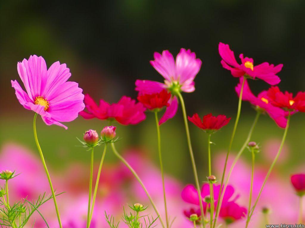 Cosmos Flower Wallpapers Top Free Cosmos Flower Backgrounds