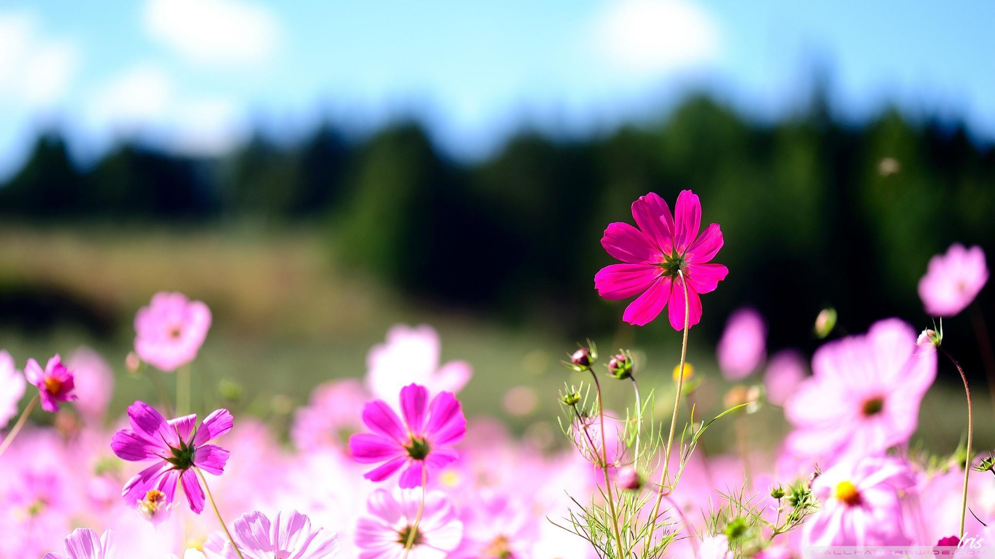 Cosmos Flower Wallpapers Top Free Cosmos Flower Backgrounds