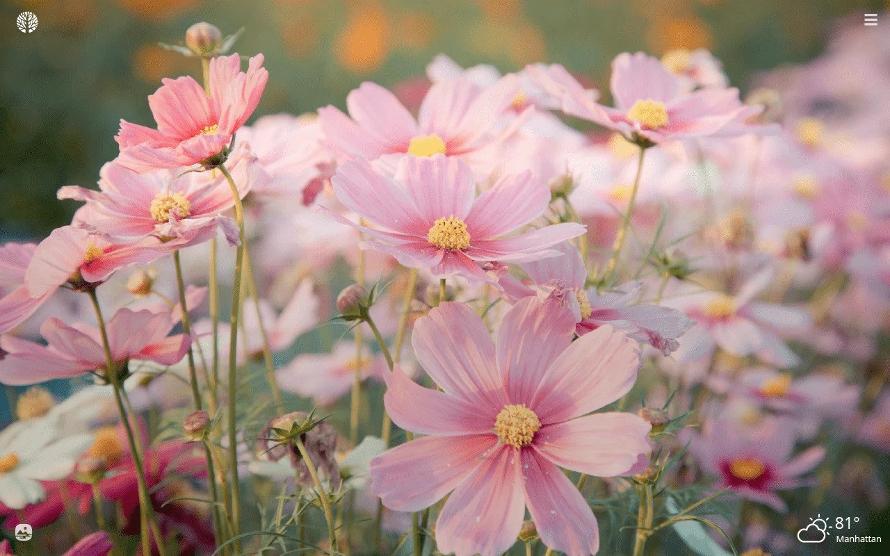 Cosmos Flower Wallpapers Top Free Cosmos Flower Backgrounds