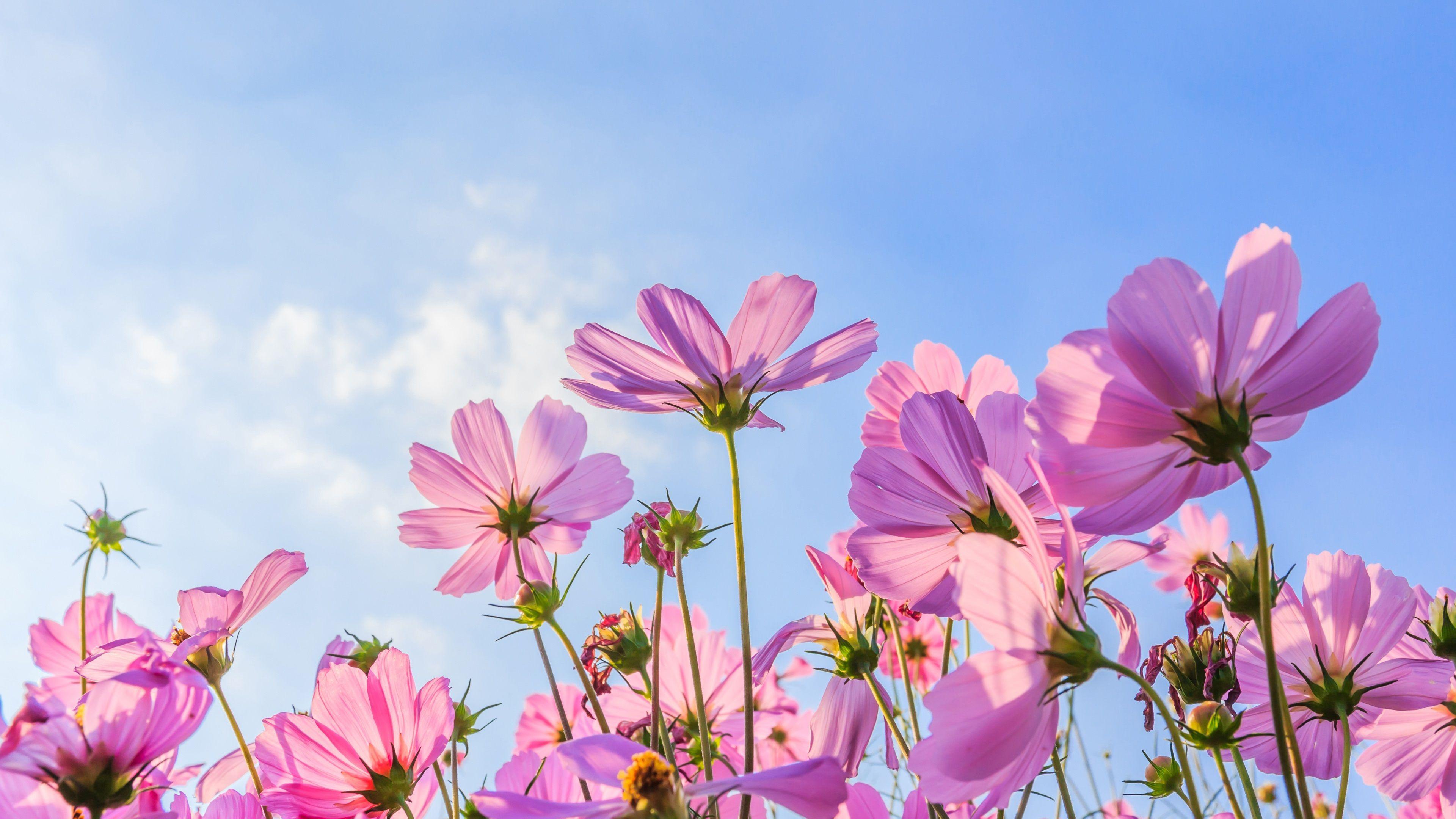 Cosmos Flower Wallpapers Top Free Cosmos Flower Backgrounds