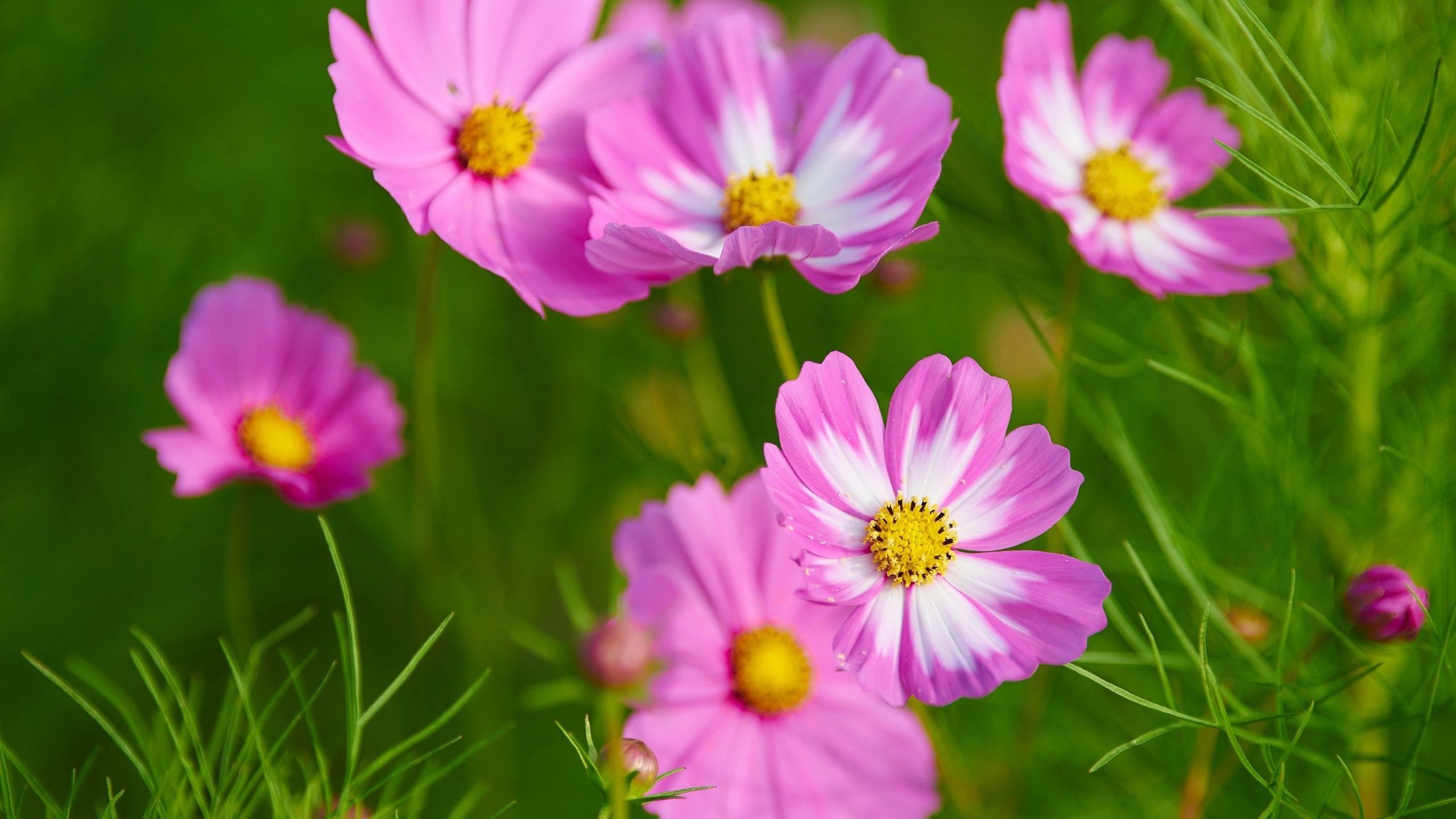 Cosmos Flower Wallpapers Top Free Cosmos Flower Backgrounds