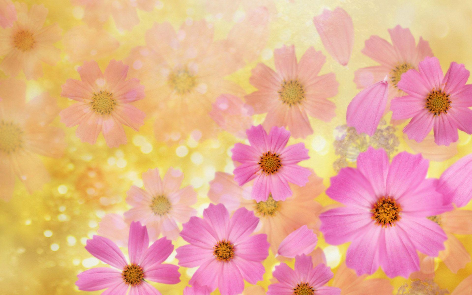 Cosmos Flower Wallpapers Top Free Cosmos Flower Backgrounds