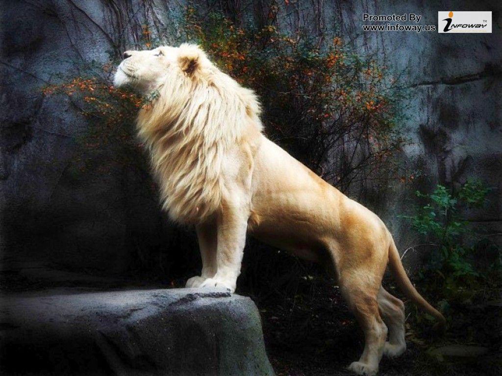 White Lion Cool Wallpapers Top Free White Lion Cool Backgrounds