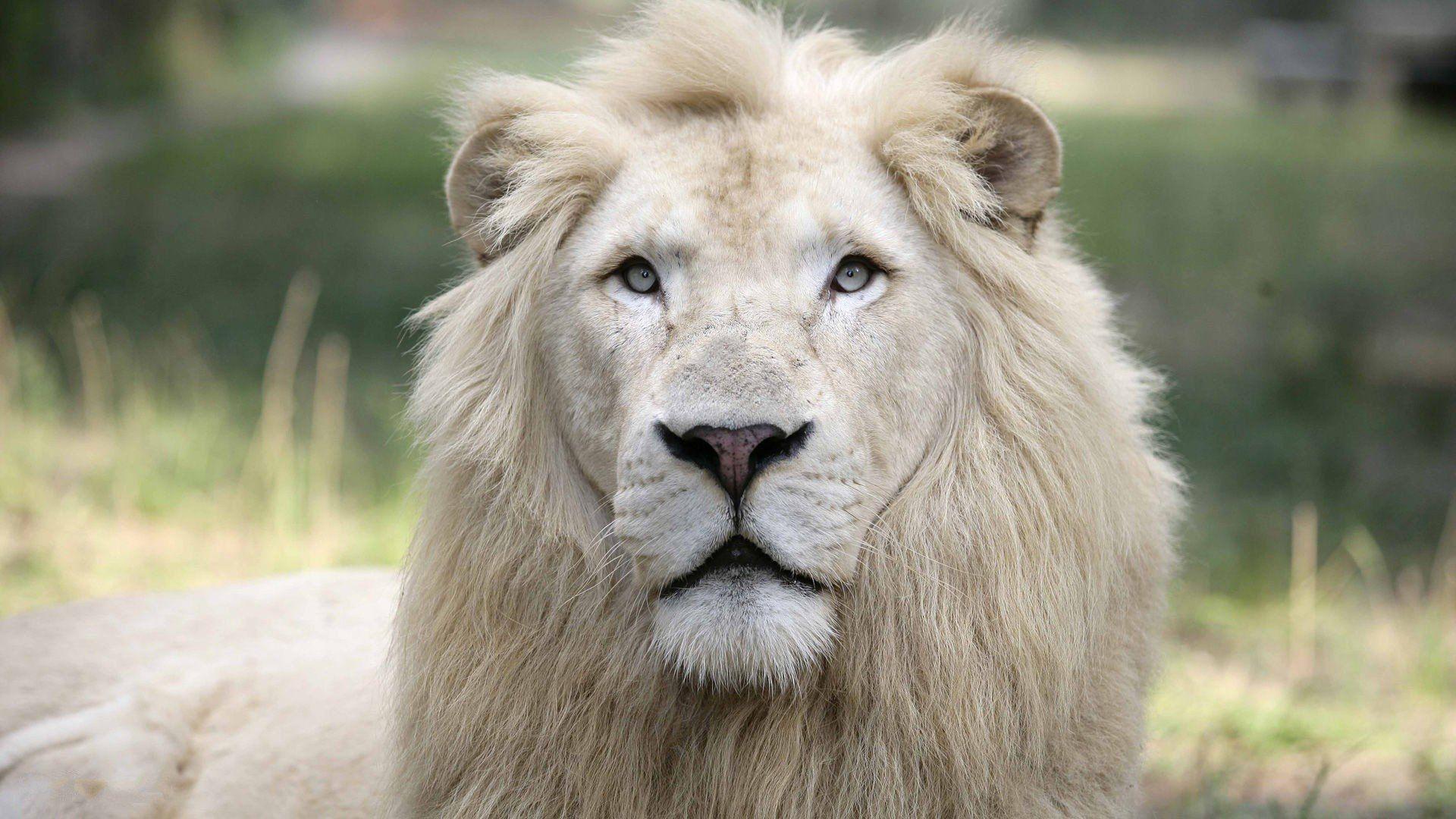 White Lion Cool Wallpapers Top Free White Lion Cool Backgrounds