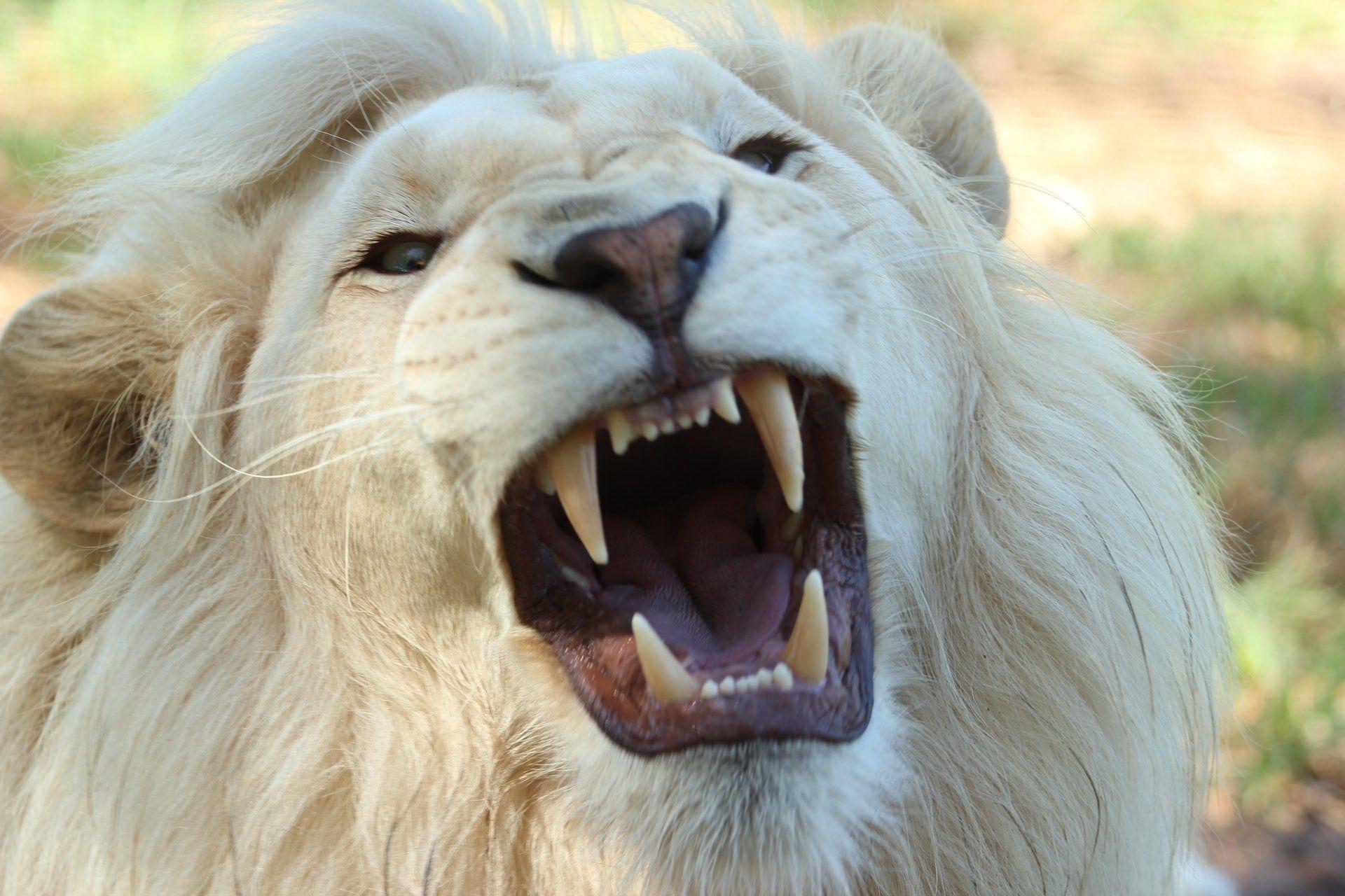 White Lion Cool Wallpapers Top Free White Lion Cool Backgrounds