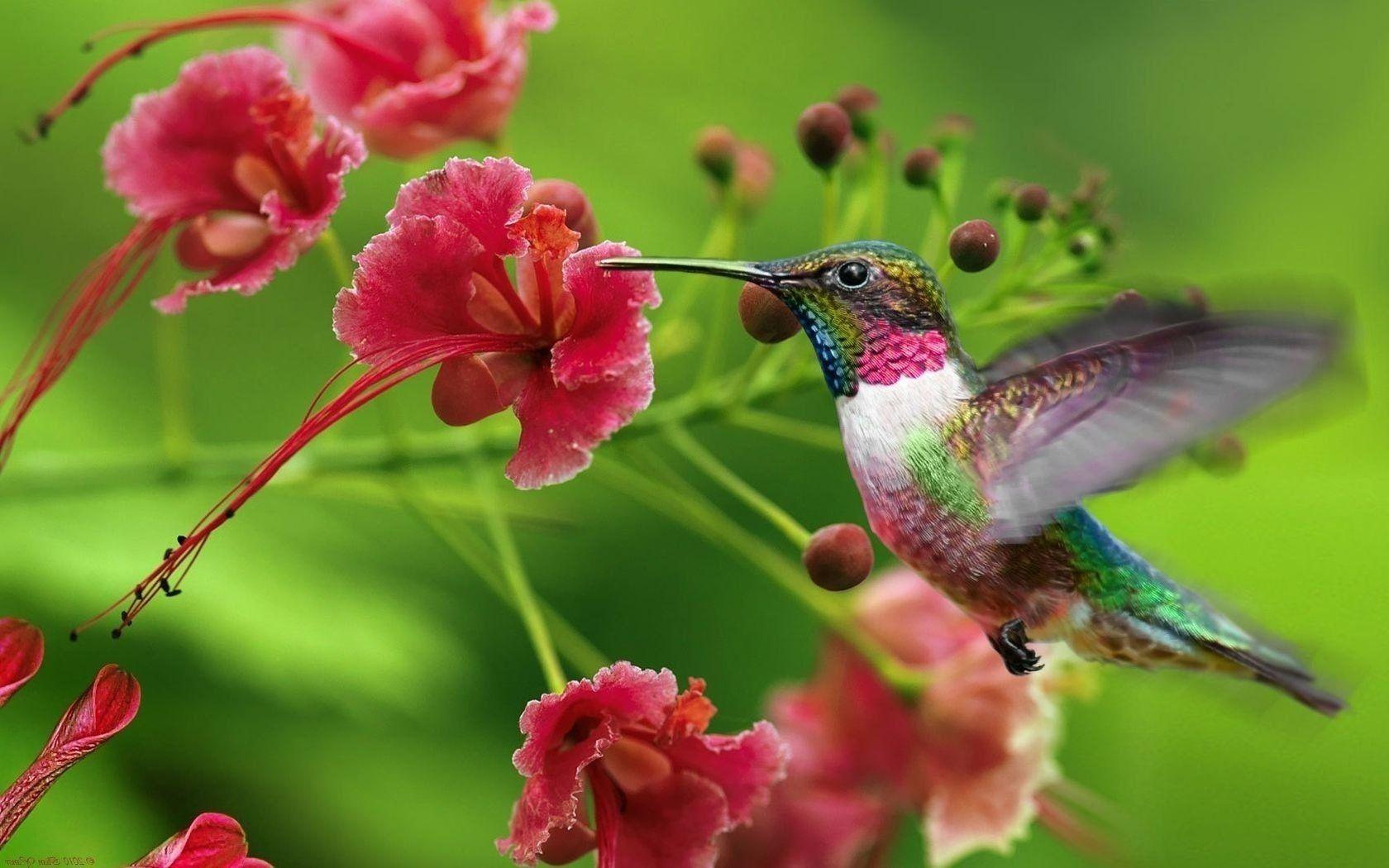 Hummingbird Wallpapers Top Free Hummingbird Backgrounds WallpaperAccess