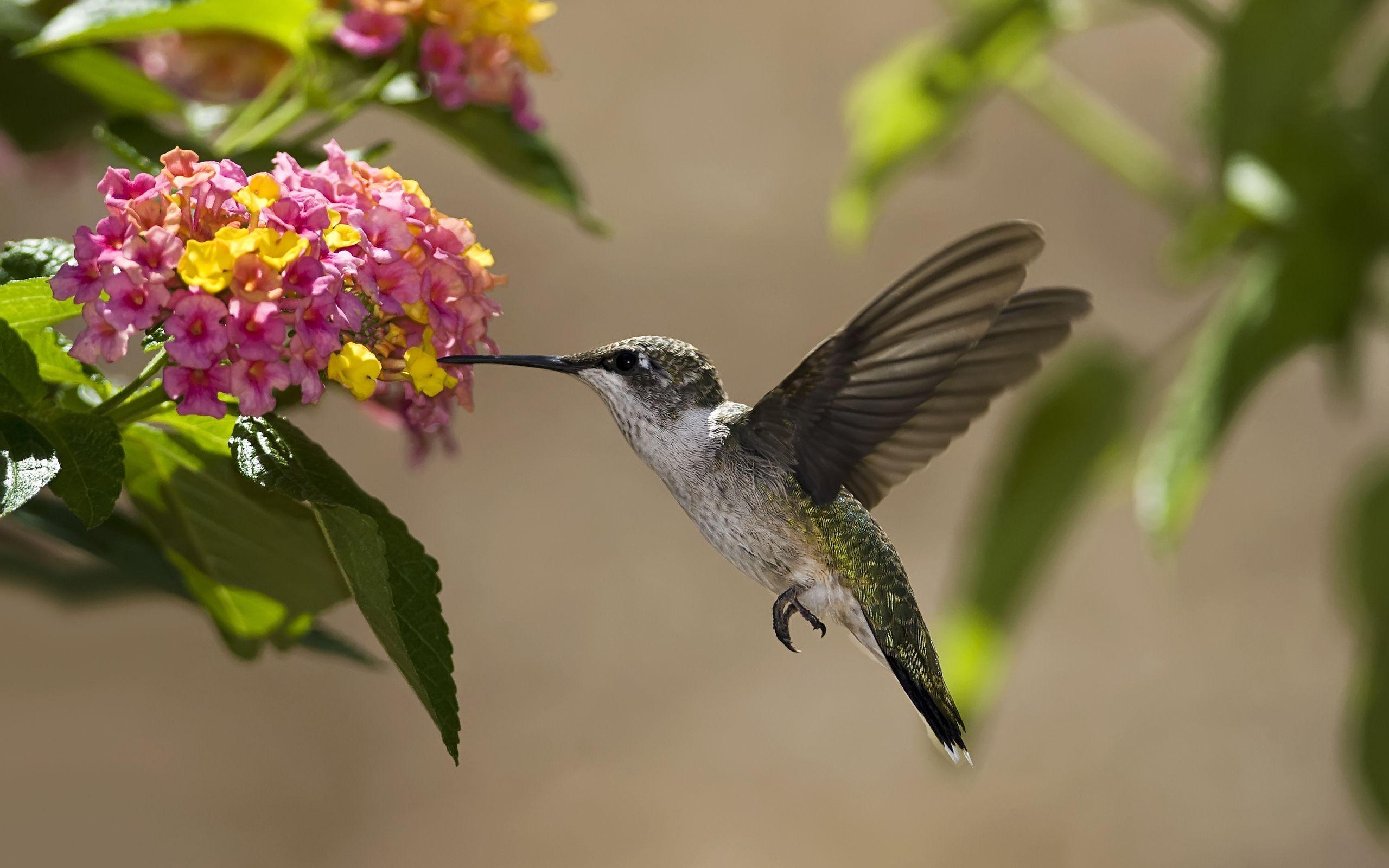 Hummingbird Wallpapers Top Free Hummingbird Backgrounds WallpaperAccess