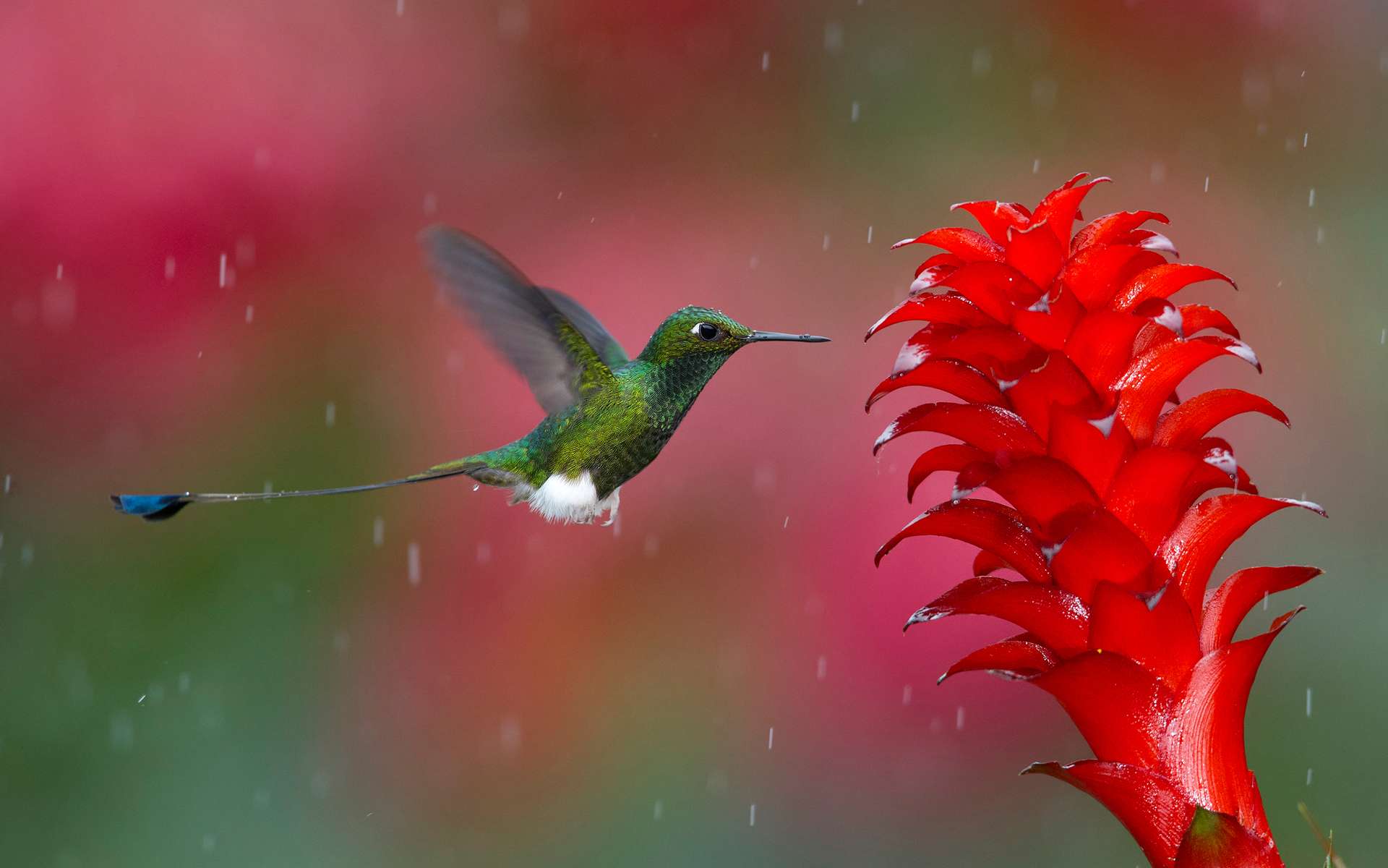 Hummingbird Wallpapers Top Free Hummingbird Backgrounds WallpaperAccess