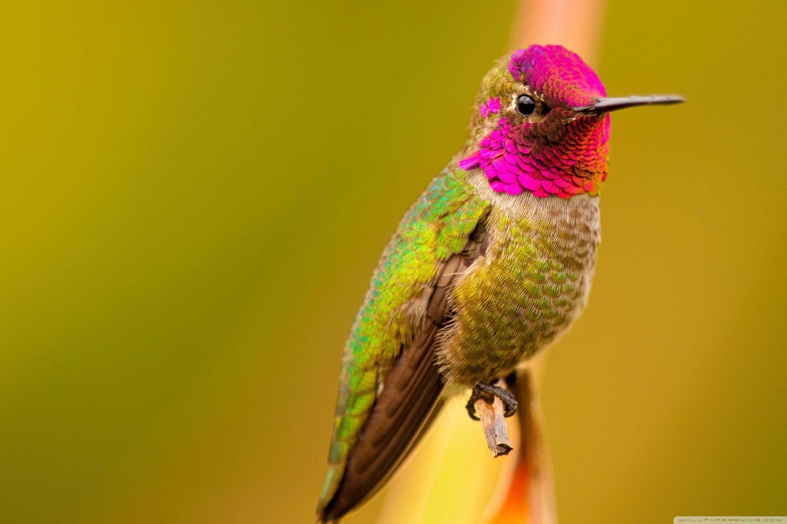 Hummingbird Wallpapers Top Free Hummingbird Backgrounds WallpaperAccess
